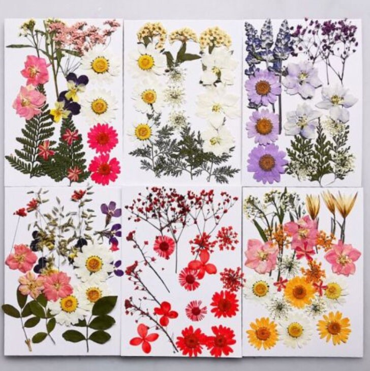 Dried Flowers for Resin Pressed Flowers Resin Jewelry Making 